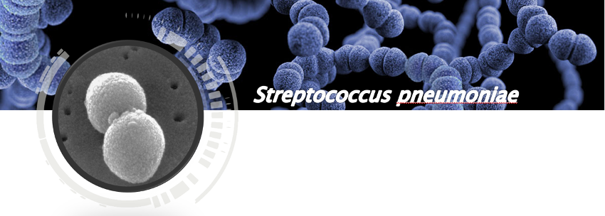 This is the bacterium that causes almost half of the deaths of children in Africa😞
And yes, there is a vaccine💉but it doesn't always arrive🤨😵😡
8⃣and last thread🧵of #microhistories:today touches "Streptococcus pneumoniae".
Curiosities, diagnosis, treatment and something more