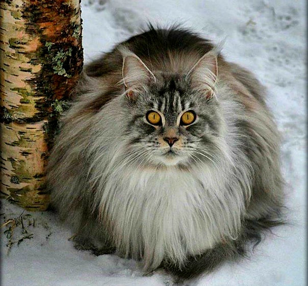 Норвежский Лесной кот