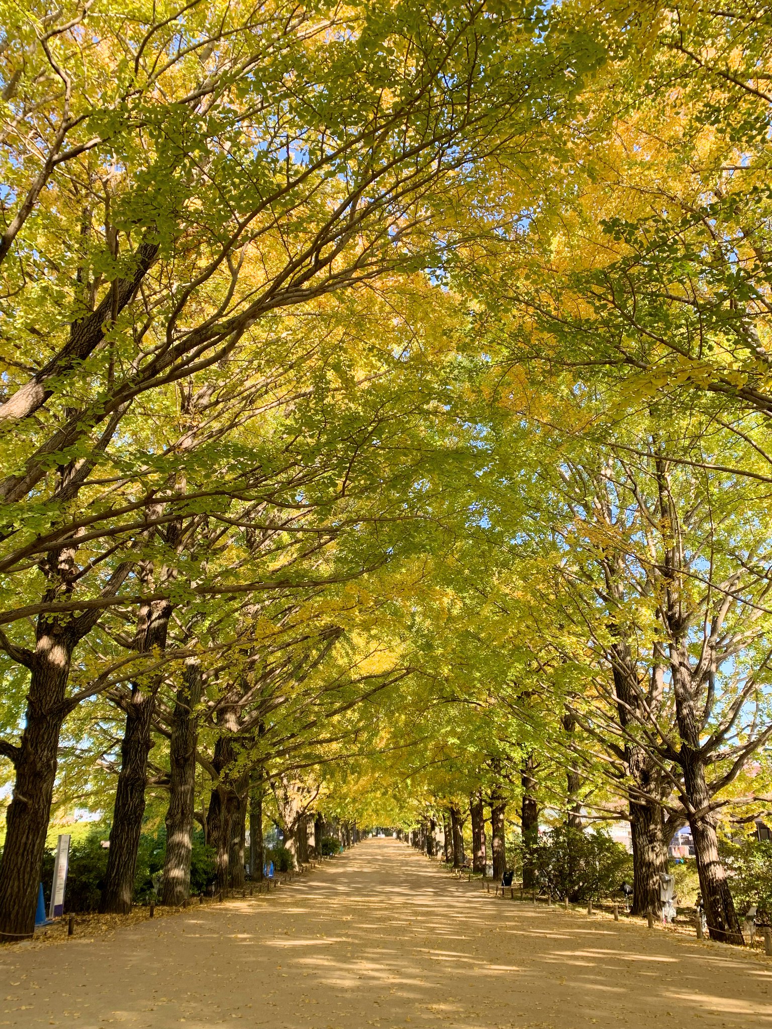 国営昭和記念公園 on X: 