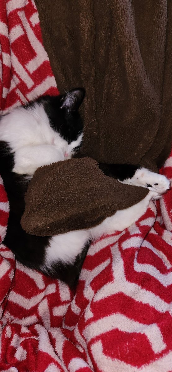 beans_squared's tweet image. She's super snuggly lately and it's making me think there's something wrong with me 🥴