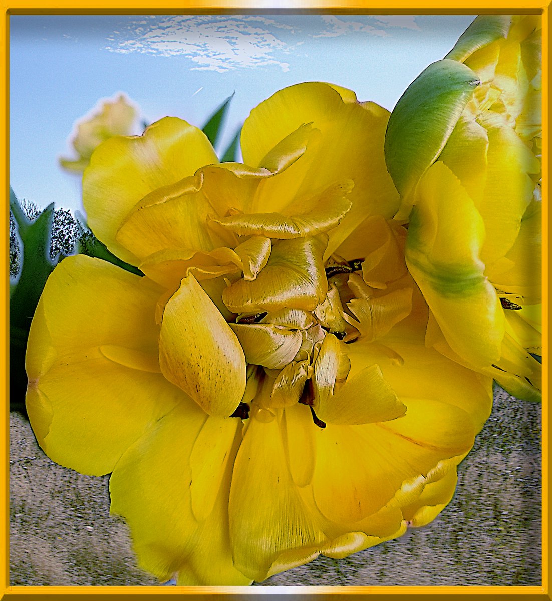 #Krimpenerwaard #Schoonhoven  Tulp