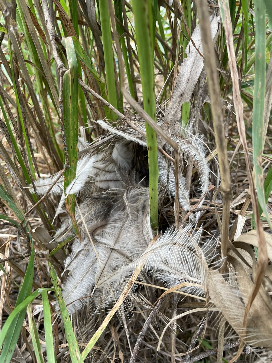 Dr. Vicky Austin (@avianbehaviour) on Twitter photo I have the privilege of working with superb fairy-wrens for the first time. They are glorious! Here is a nest lined with emu feathers - itās so pretty! <a href="/FairywrenProj/">Fairywren Project</a> #femalesong #ornithology I have the privilege of working with superb fairy-wrens for the first time. They are glorious! Here is a nest lined with emu feathers - itās so pretty! <a href="/FairywrenProj/">Fairywren Project</a> #femalesong #ornithology