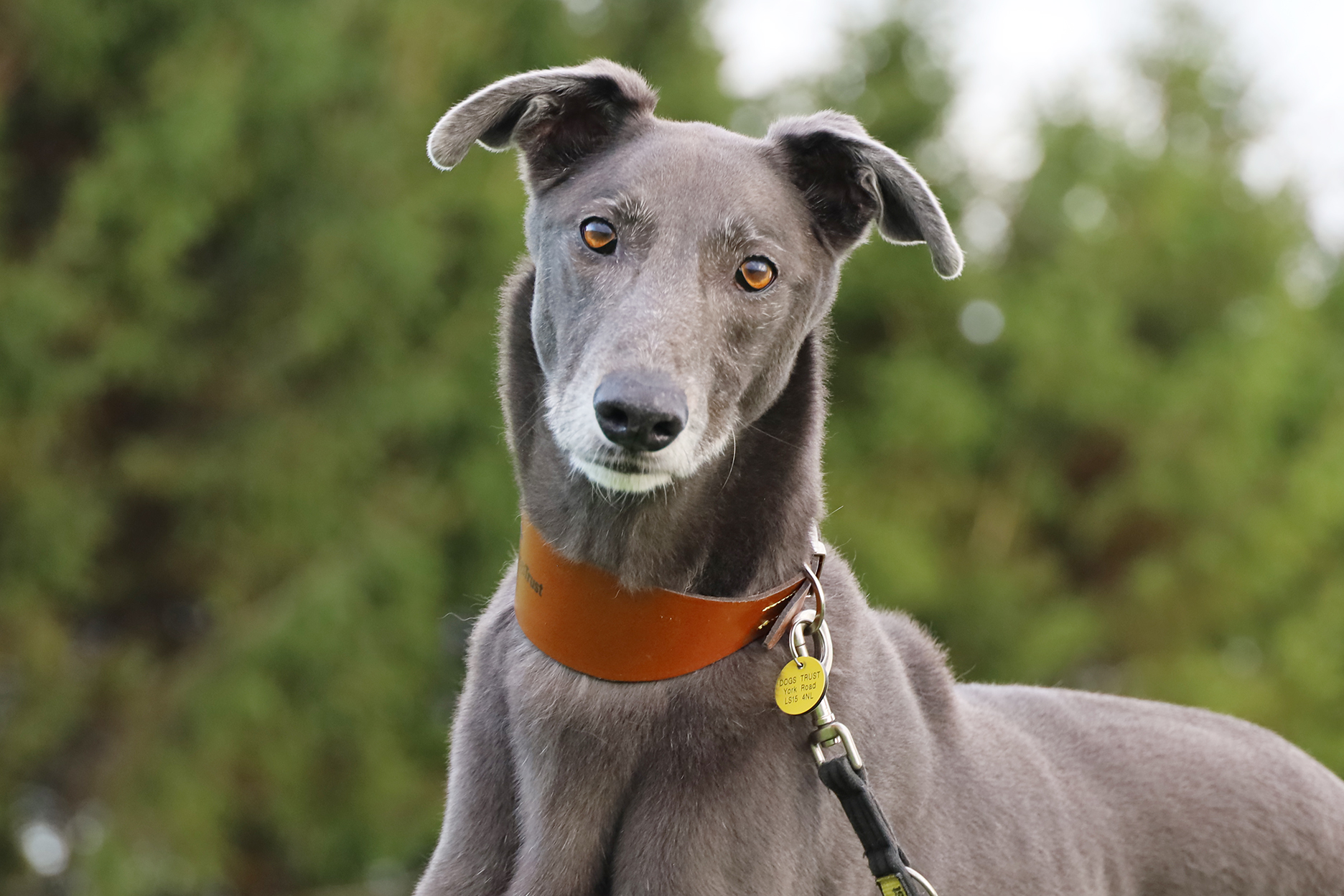 Dogs trust sales york road