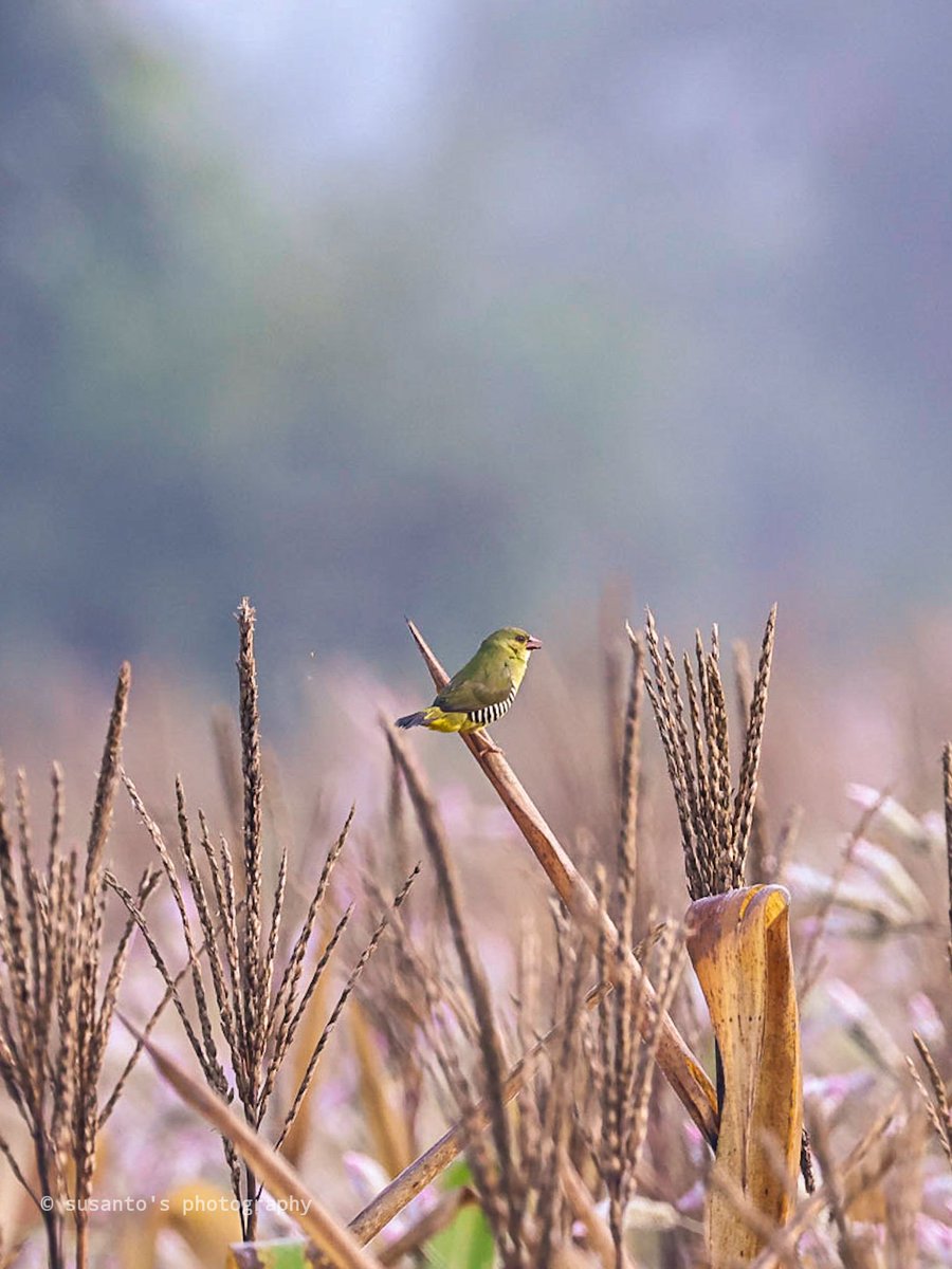 Green Avadavt,  rare for this region 
Rajuguda,  Odisha 
#birdphotography #BirdsSeenIn2022 #IndiAves <a href="/Indianbirds5/">MD FIROZ</a> <a href="/DreamHillCoffe1/">Dream Hill Coffee</a> <a href="/indianbirdsinfo/">Birds of India </a> <a href="/BirdsIndian/">INDIAN,BIRDS</a>