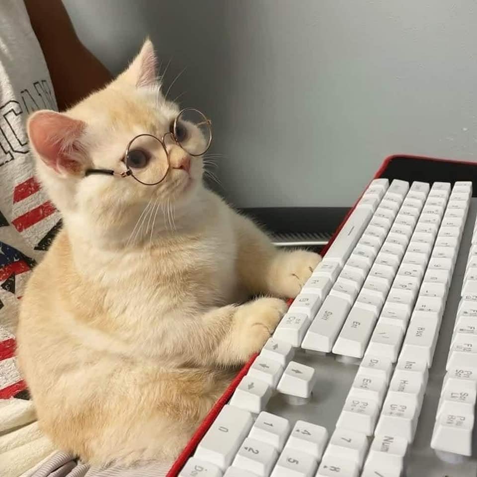 cats with jobs 🛠 on X: "https://t.co/Xm4ukjEIhA" / X