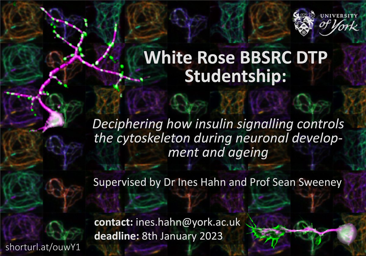 IHahnlab's tweet photo. Looking for a #PhD? We're recruiting! Join us at the fantastic @BiologyatYork department to understand how #insulin signalling impacts #neuronal development and maintenance. Funded by @BBSRCWhiteRose DMs/Email open!
https://t.co/nrTz2DNUam https://t.co/w3G6ZBZCiS