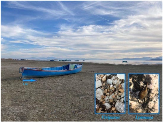 #DiversityMDPI, New publication "Towards a Sustainable World: Diversity of #Freshwater #Gastropods in Relation to Environmental Factors—A Case in the Konya Closed Basin, Türkiye" at the link: mdpi.com/1424-2818/14/1…