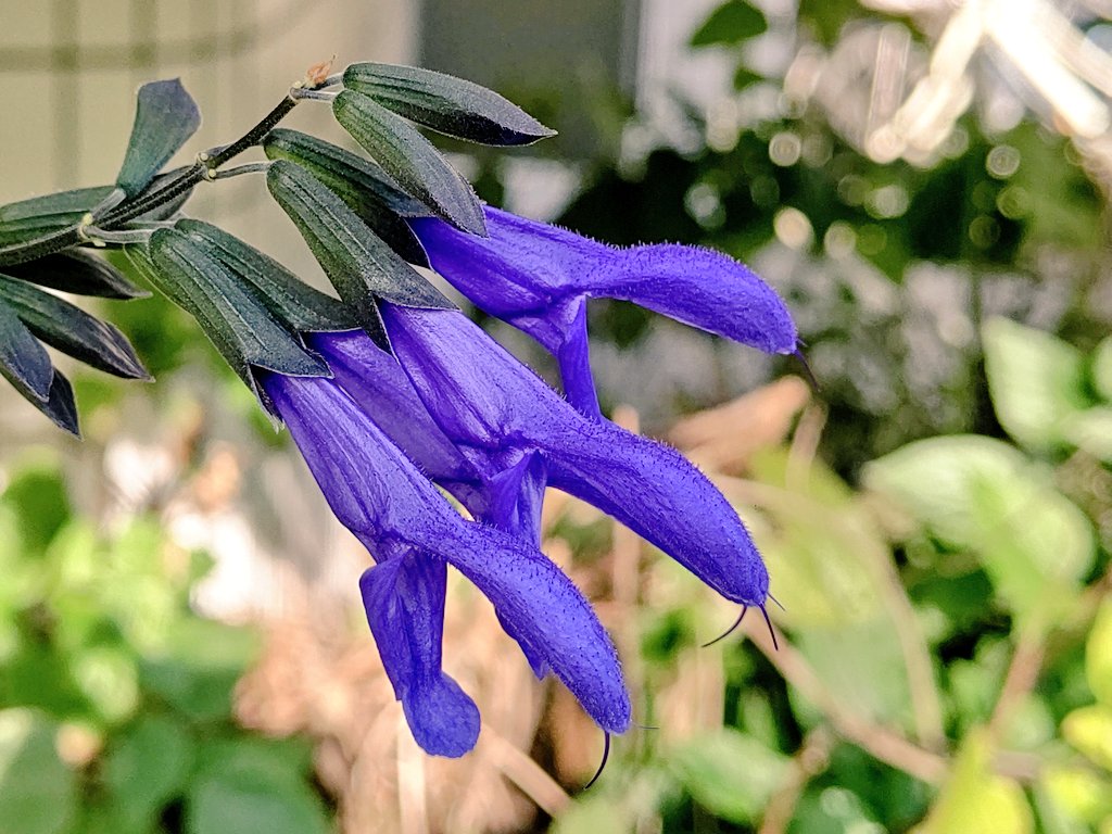 メドーセージ Twitter Search Twitter メドーセージ Twitter Search Twitter