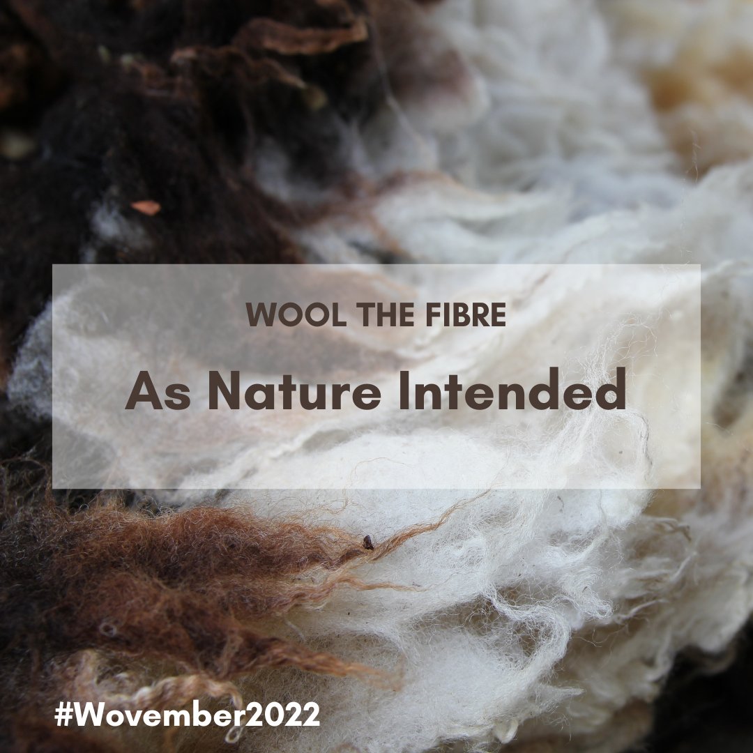 Wovember's tweet photo. Day 9 - As Nature Intended 🐑
What will you post today?
Sheep? Fleece? Fibre? Undyed fleece spinning? Naturally dyed wool? Woven cloth with only undyed fibres? A Gansey? A Hap? 
So many options open to you on this #Wovember2022 prompt.
#wool #wovember  #undyed #undyedyarn https://t.co/sjb8B7XJ4F
