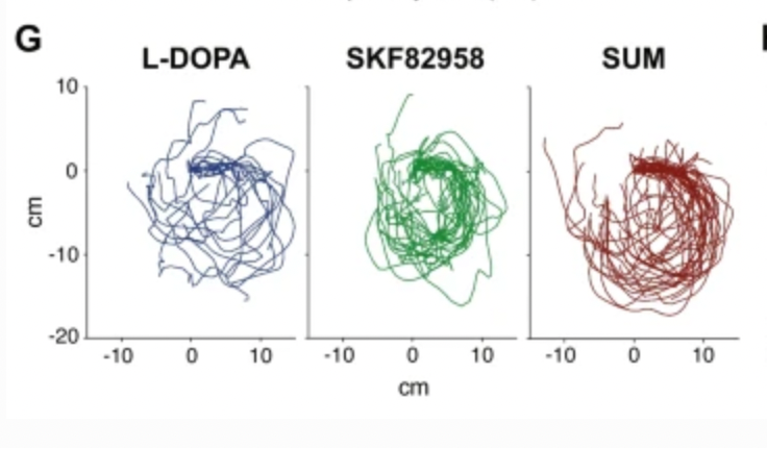 MultiparkL's tweet photo. Recent discoveries from @en_katrine and @CenciNilsson sheds light on different dopaminergic networks involved in L-DOPA-induced dyskinesia. @vinnovaintl @Fysiografen1772 @LUNARC_LU @Medfak_LU @SWEBAGS_1 #basalganglia #Ldopa #dyskinesia #dopamine #PD
https://t.co/Lgbl8chLe7 https://t.co/CugCeNcL5Z