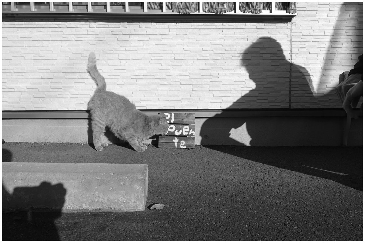 顔見知りの猫  一緒に歩く人の影  写すカメラのこれもまた影