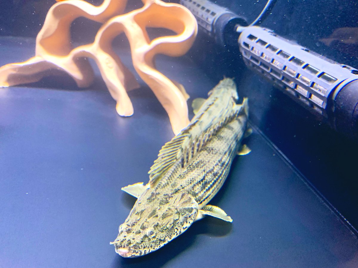 honhooon's tweet photo. 綺麗に収まっとうねえ
#GiselasBichir #Polypterus #Congicus #wildmon #laketanganyika #ギセラ #タンガニーカコンギクス #ギセラビチャー #わいるどもん https://t.co/q12h18u4rj