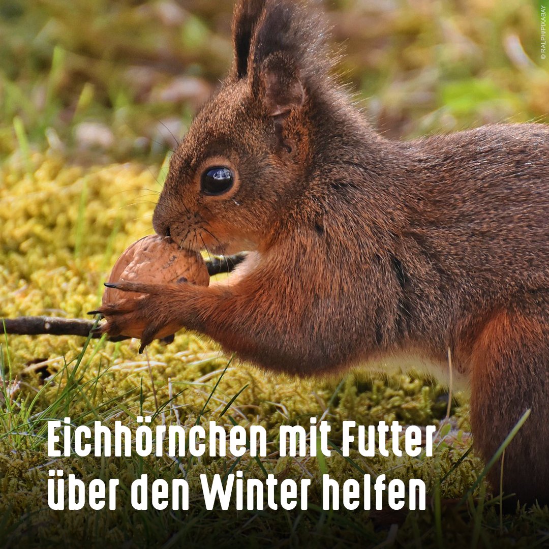 tierschutz_bund's tweet photo. #Eichhörnchen sammeln gerade wieder Vorräte für den Winter &amp; vergraben sie. Da sie in städtischen Gärten &amp; Parks nicht immer ausreichend Nahrung finden, könnt ihr ihnen Wasser &amp; Futter anbieten:

✅ Haselnüsse
✅ Walnüsse
✅ Sonnenblumenkerne
✅ Bucheckern
✅ Zapfen
✅ Hagebutten https://t.co/IzgW1didfc