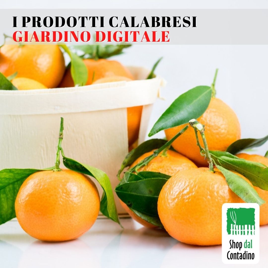 Shopcontadino's tweet photo. 💚ARANCE-CLEMENTINE-AGRUMI CALABRESI
!!SPEDIZIONE SEMPRE GRATUITA!!
🧡 CLEMENTINE CALABRESI--> 
https://t.co/ERg6iJRvUB
❤️ ARANCE NAVEL Polpa bionda-->
https://t.co/B5F509ErnY
💛 LIMONI A BUCCIA EDIBILE--> 
https://t.co/O1F0tHbaz4
#10november #clementine https://t.co/djafPFxBp8