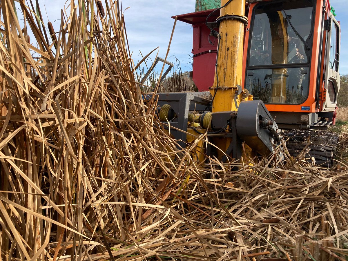 Vandaag de eerste lisdodde oogst van het seizoen bij <a href="/Waternet/">Waternet</a>. Dit verwerken we tot isolatiemateriaal voor onze woningen. Dubbel duurzaam: CO2 wordt bespaard uit veengrond en vastgelegd in de plant. Hiermee maken we circulair bouwen mogelijk. #vernieuwengeeftenergie