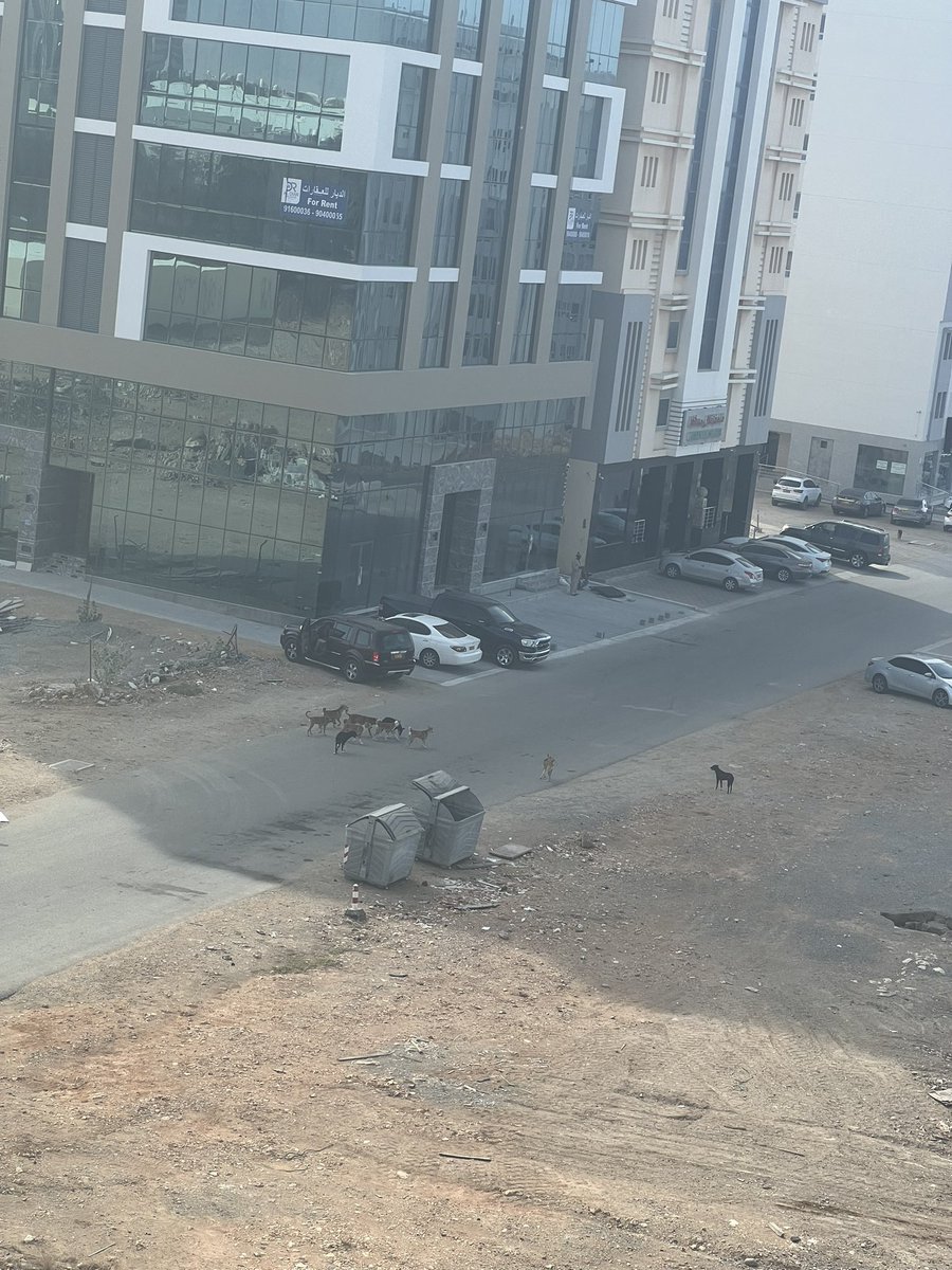 Ha_Badi's tweet photo. و هذا المنظر من منطقة مرتفعات المطار في ولاية بوشر 

@M_Municipality 

#الكلاب_الضاله https://t.co/Oe1VkxlUN7