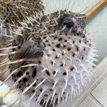 ツイートに含まれる画像