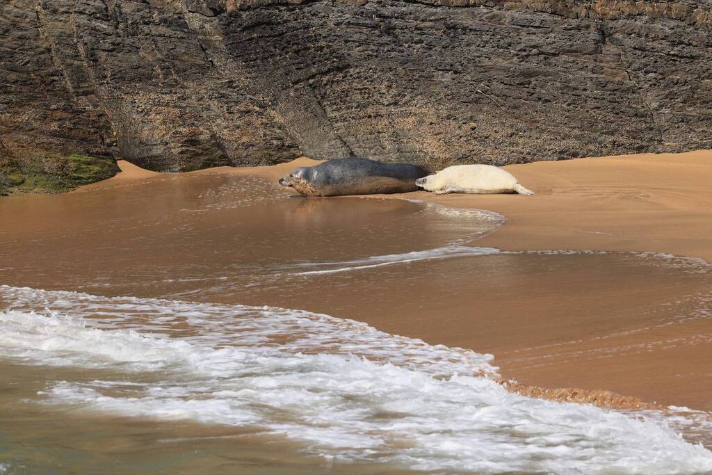 Looking back on a few months ago when we had a fluffy white visitor on Mwnt beach!

#greyseal #mwnt #cardiganbay #ceredigion #pembrokeshire #visitwales #visitpembrokeshire #visitceredigion #nationaltrust #wildlifeboattrips #wildlifephotography #sealpup instagr.am/p/Ckxr1GbDfGl/