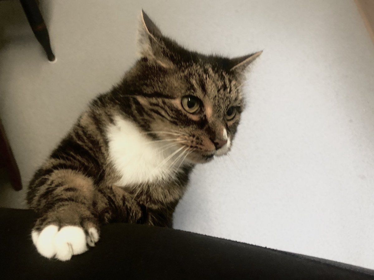 Minke sez did you know my paw matches my bib? #CatsOnTwitter