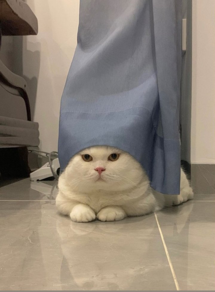 Catblisss's tweet photo. #CatsOnTwitter https://t.co/oYs4MAEUne