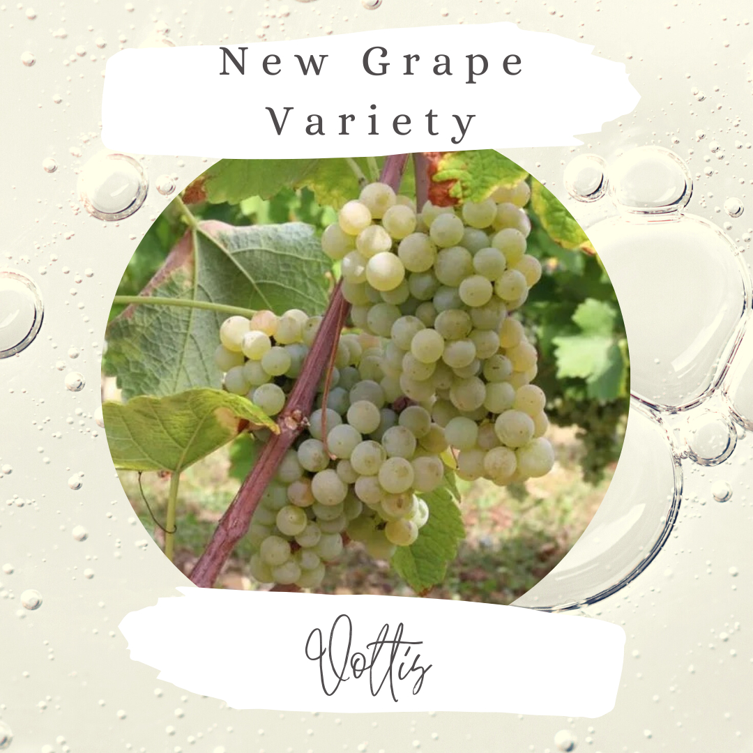 Did you know that since August 2021, a new grape variety is permitted to be planted in Champagne? Called 'Voltis', this is first grape variety resistant to downy and powdery mildew to be included in an AOC specification 🤩

Why is this so exciting?

Because this varietal is mil