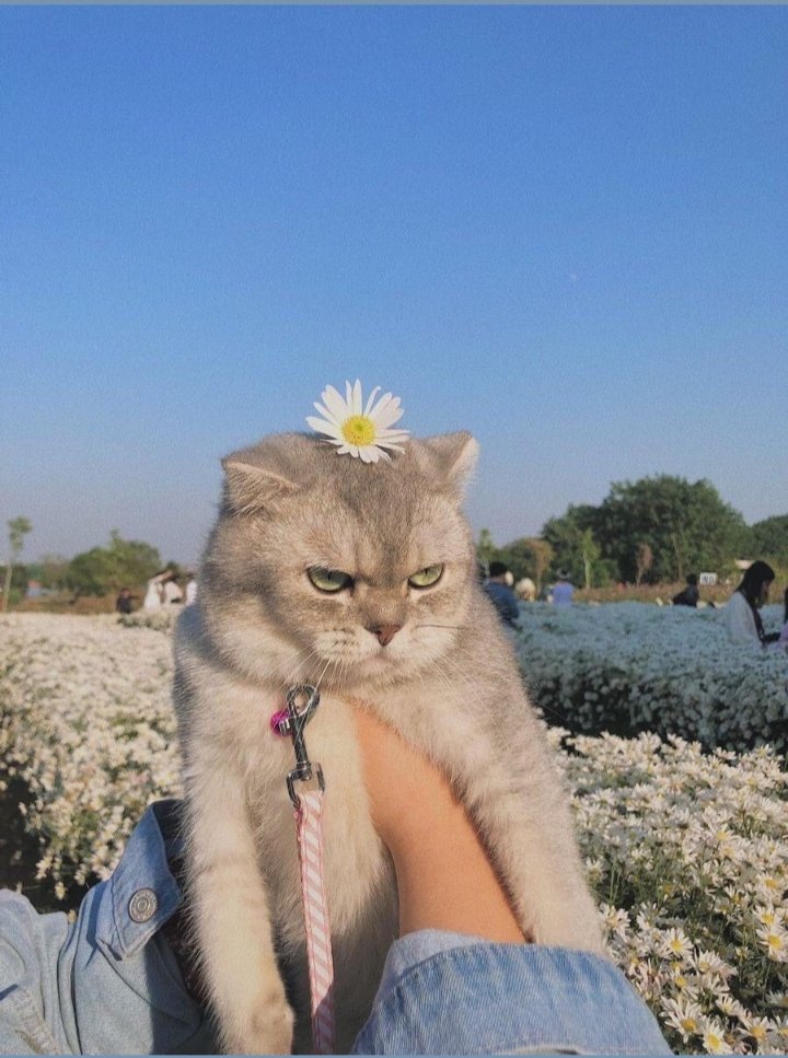 Catblisss's tweet photo. Mood 

#CatsOnTwitter https://t.co/3ihZhWxJPQ