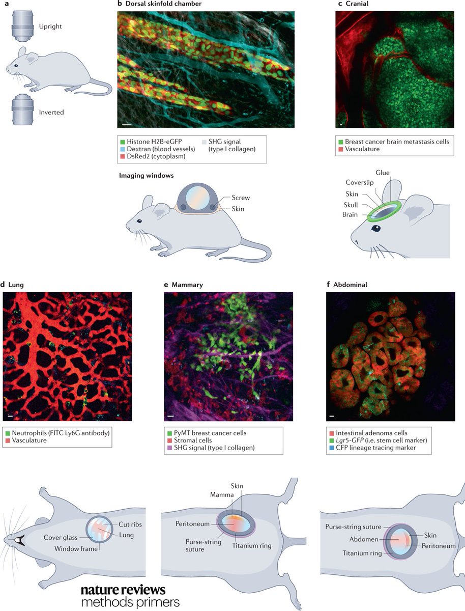 New this week! Intravital microscopy techniques are used to visualize intact and live tissues at the cellular and subcellular level. This Primer discusses intravital microscopy in rodents, outlining challenges and opportunities for using the technique.

go.nature.com/3DVXVOL