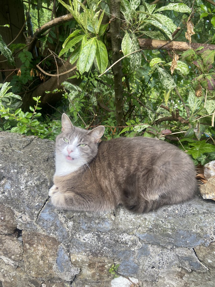 Dr. Kittie Belltree tweet media