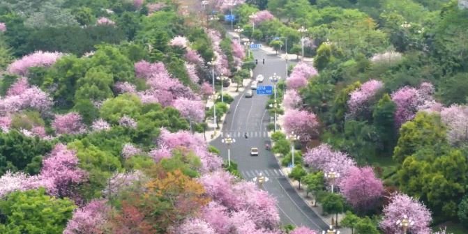 zhangji68319012's tweet image. #航拍中国
春日的柳州，紫荆花开烂漫。