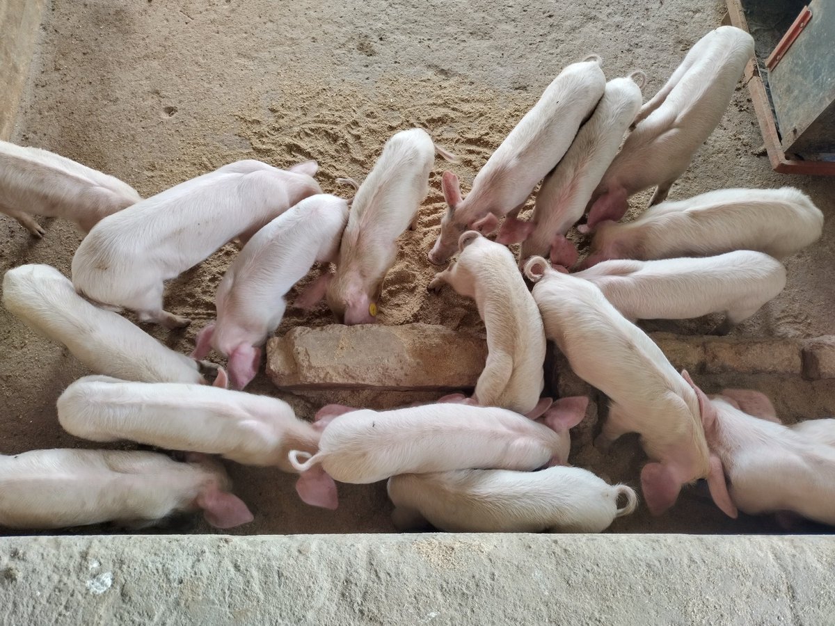 Hans_Tallboy's tweet image. Anyone interested in joining pig farming in Homabay County should visit Sheldon Omondi.

His piggery unit is in Mawego, Near Lida Junction, it  has 54 piglets 🥰

#LearningIsAProcess
@KoderaGhouses