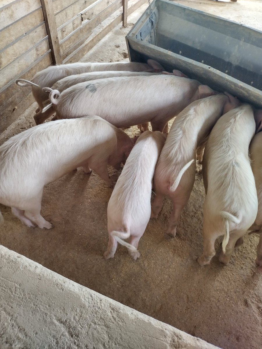 Hans_Tallboy's tweet image. Anyone interested in joining pig farming in Homabay County should visit Sheldon Omondi.

His piggery unit is in Mawego, Near Lida Junction, it  has 54 piglets 🥰

#LearningIsAProcess
@KoderaGhouses