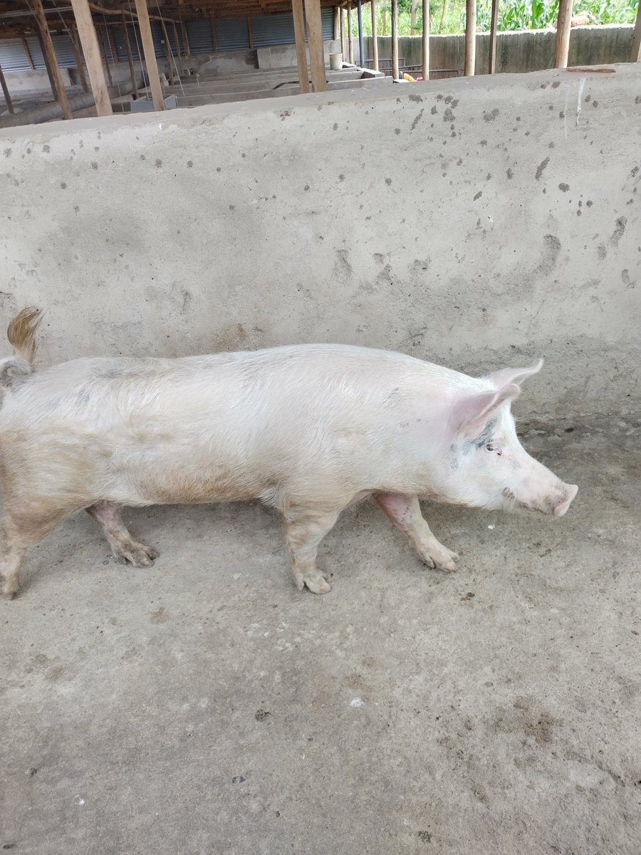 Hans_Tallboy's tweet image. Anyone interested in joining pig farming in Homabay County should visit Sheldon Omondi.

His piggery unit is in Mawego, Near Lida Junction, it  has 54 piglets 🥰

#LearningIsAProcess
@KoderaGhouses