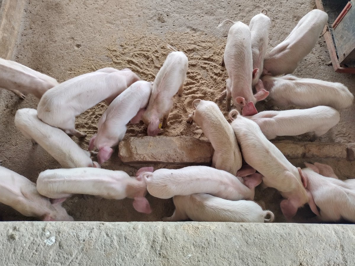 Hans_Tallboy's tweet image. Anyone interested in joining pig farming in Homabay County should visit Sheldon Omondi.

His piggery unit is in Mawego, Near Lida Junction, it  has 54 piglets 🥰

#LearningIsAProcess
@KoderaGhouses