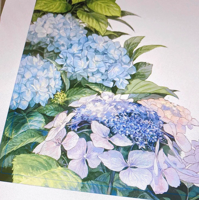 頑張って描きこんだけど最後ぼかされてしまう紫陽花くんです 楽しかった……… 