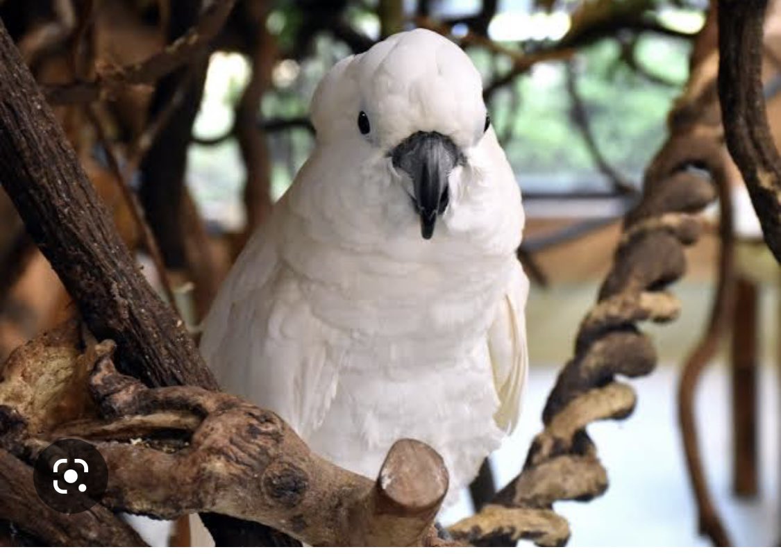 abr_aska's tweet photo. 世の中は鳥で溢れている。 https://t.co/58qLgDS8a8