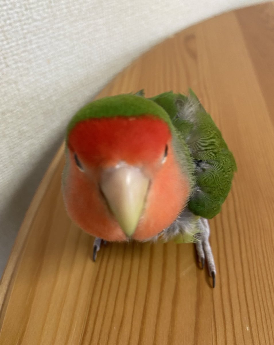 abr_aska's tweet photo. 世の中は鳥で溢れている。 https://t.co/58qLgDS8a8