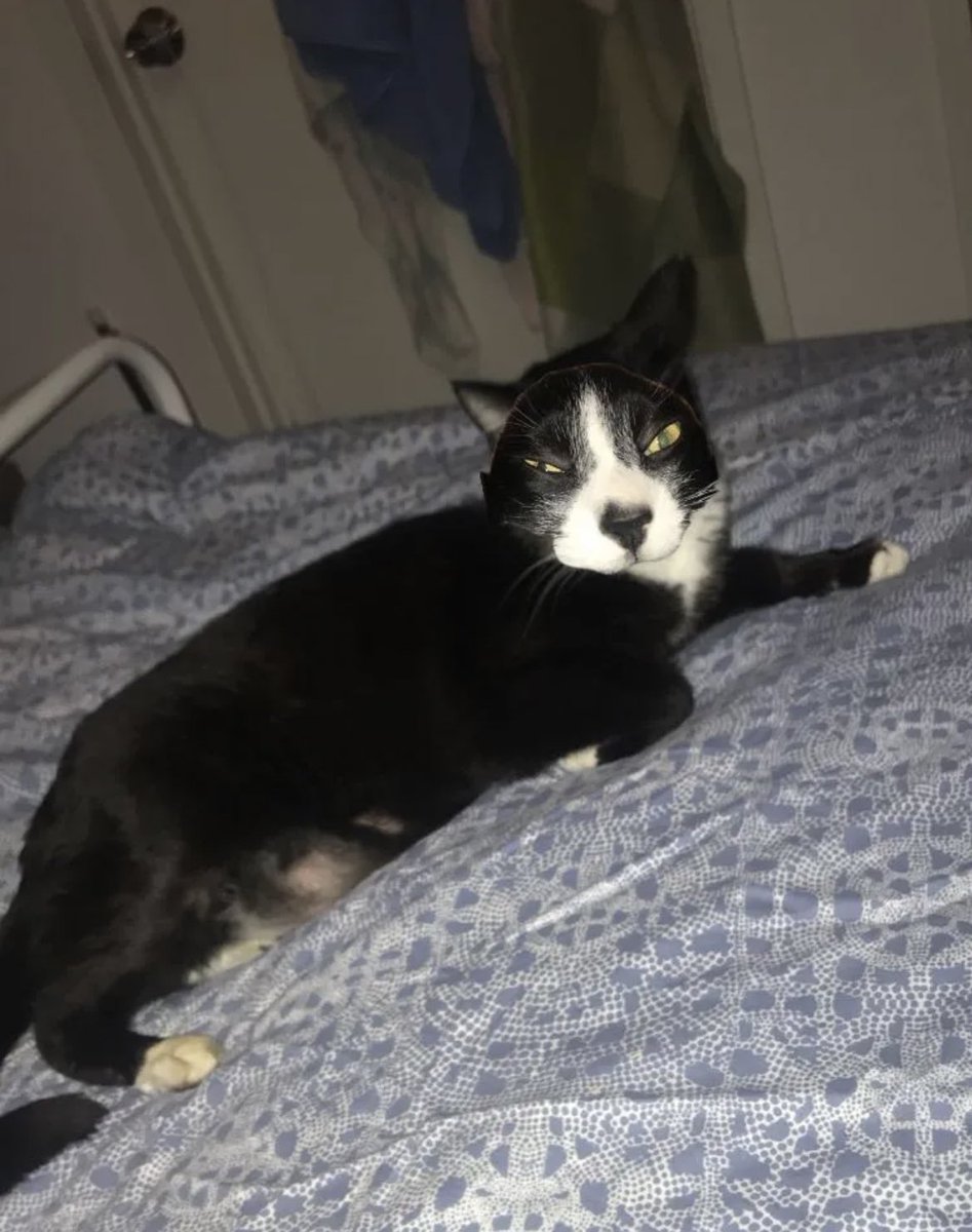 feralmeevin's tweet photo. Ugliest cat I’ve ever seen  @leifpea https://t.co/hFRYmTitVH