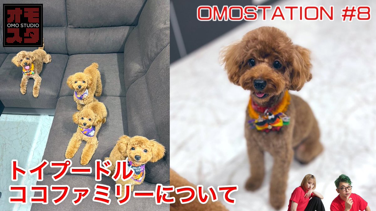 3www_omo_studio's tweet photo. こんばんワン！
今日20:30から！
専務犬の「ココファミリー」のお話です！
ぜひ見に来てください！
ココちゃんファミリーのTwitterも是非フォローしてください！！
@coco_and_family 

生配信はこちらから！
https://t.co/KADHYi6JNB https://t.co/3q3yhQveI0