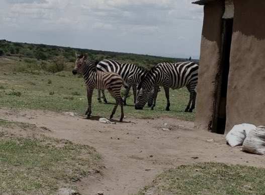 True coexistence.. Only in Nashulai💚