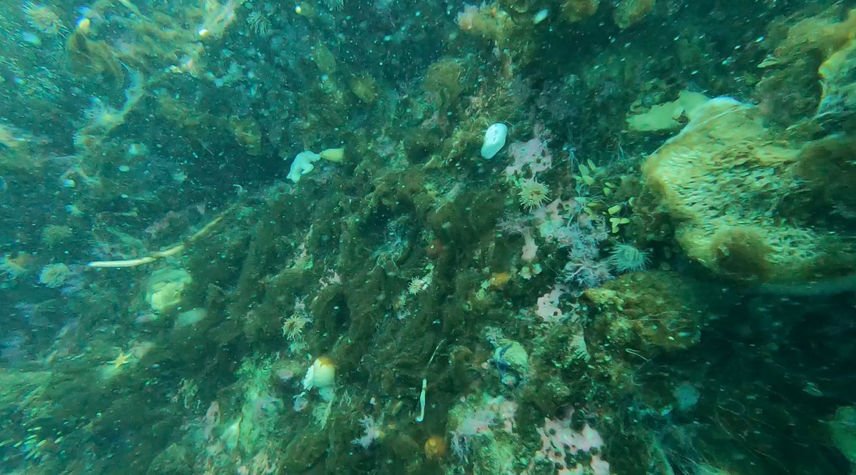 Bonner Lab tweet media