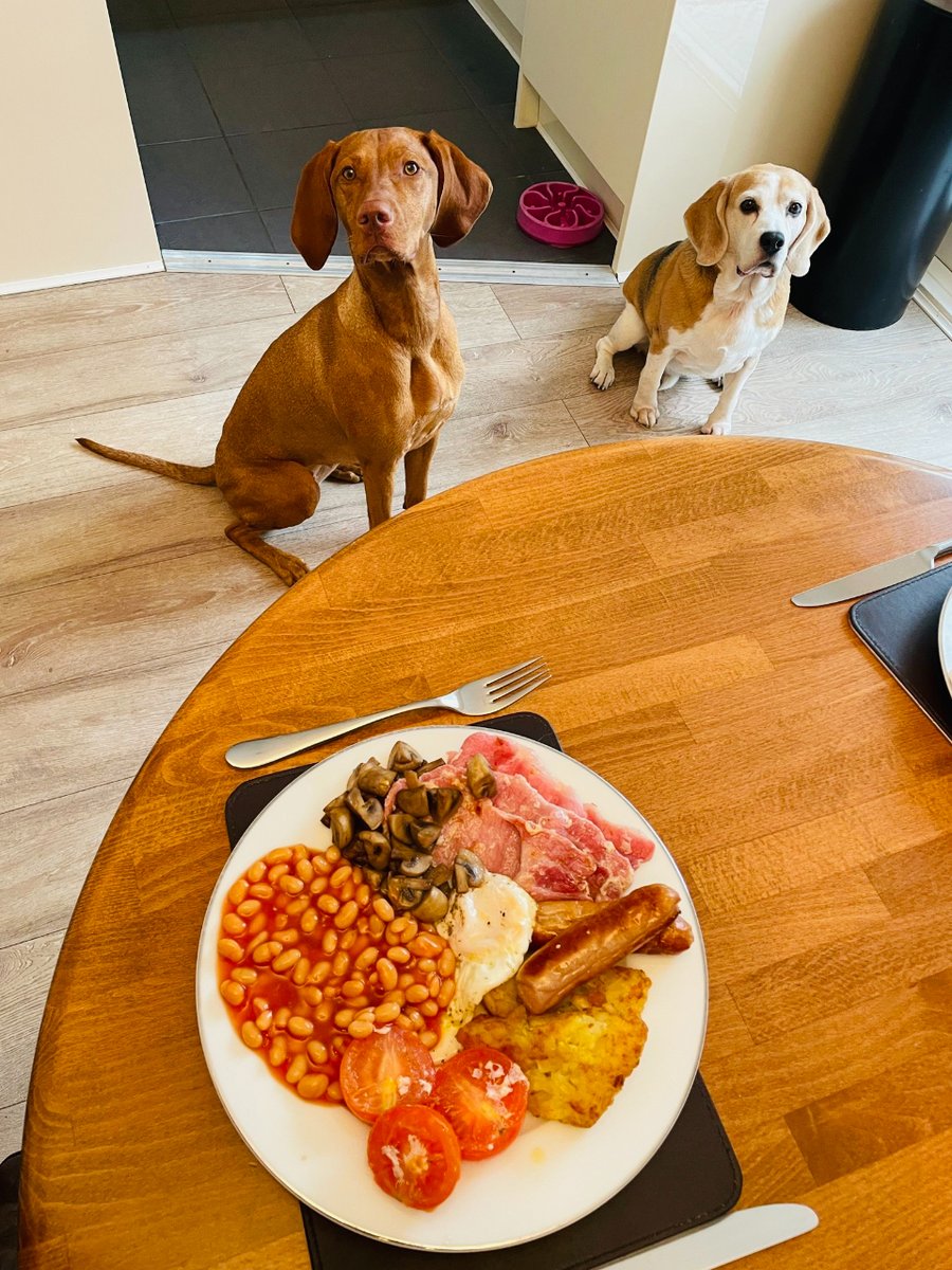 TheBarmyBeagle's tweet image. Full English Breakfast Mode...the household is on high alert 😂

#beagle #vizsla #beaglelife