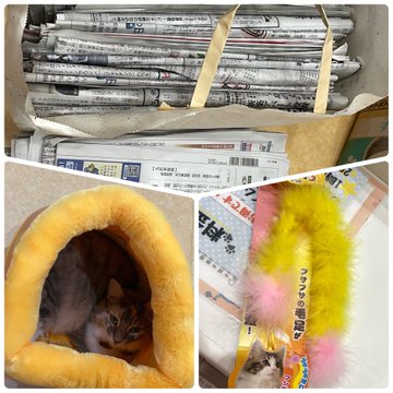 保護猫 金魚カフェ マンチカン鶴橋店 大阪にある猫カフェ 子猫のへや