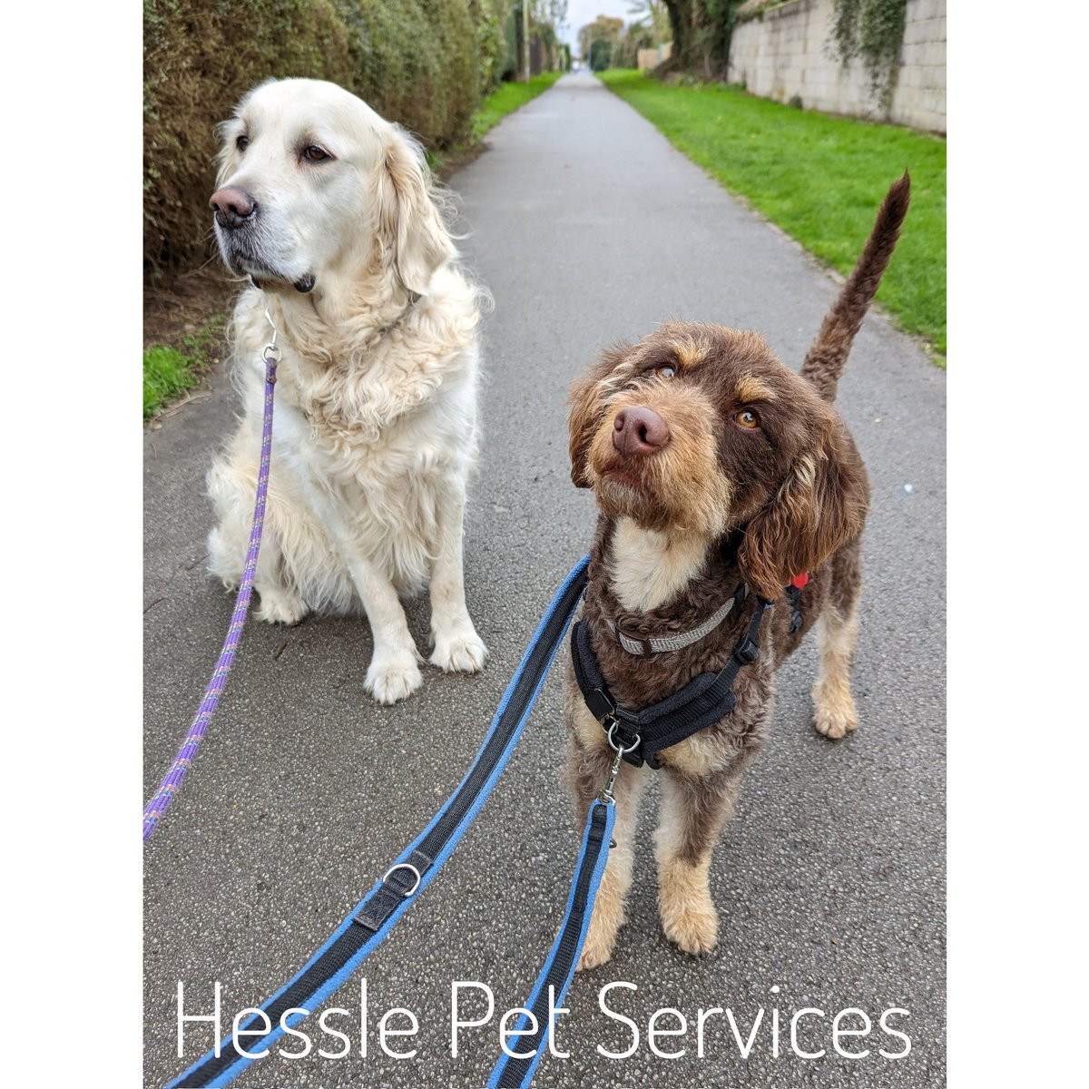 HesslePets's tweet photo. Doodle boy nearly succeeded in getting his Golden friend to look at the camera...๐
#DogWalker #ProDogTrainer #Hessle #MinatureLabradoodle #Doodle #GoldenRetriever #CameraShyDog #DogsOfTwitter https://t.co/3KVNrkGmc8