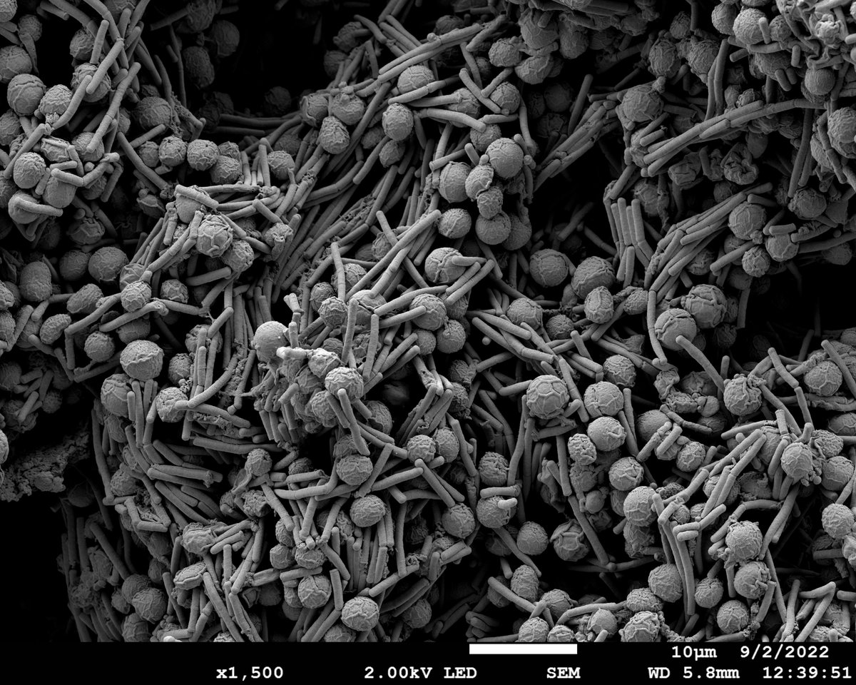 algalmicrobiome's tweet photo. Pic of the Day from our Lab 🔬Microalgal-bacterial consortium
#algae #bacteria #Microscopy #Scanningelectronmicroscopy #Jeol https://t.co/03fWzZYGOp