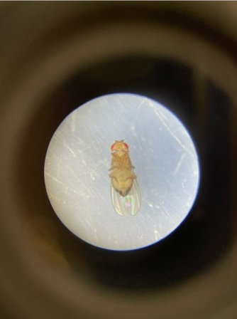 StSwithunsBio's tweet photo. U6 Biology have been studying genetics. Fruit flies are being used to carry out their projects on genetic crosses of the sex-linked eye-colour genes and body types. Using a microscope, the girls are able to record the gender of the fruit flies. #StSwithunsBio #StSwithunsScience https://t.co/ng1dm4yAUH