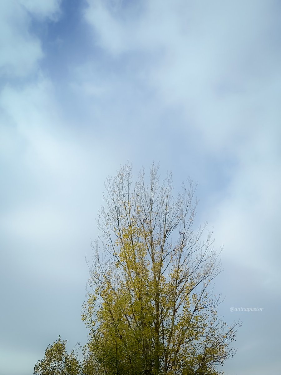 AninaPastor's tweet photo. ๐ฅฐ๐ค๐
#YellowTrees https://t.co/1bTEWQcDCe
