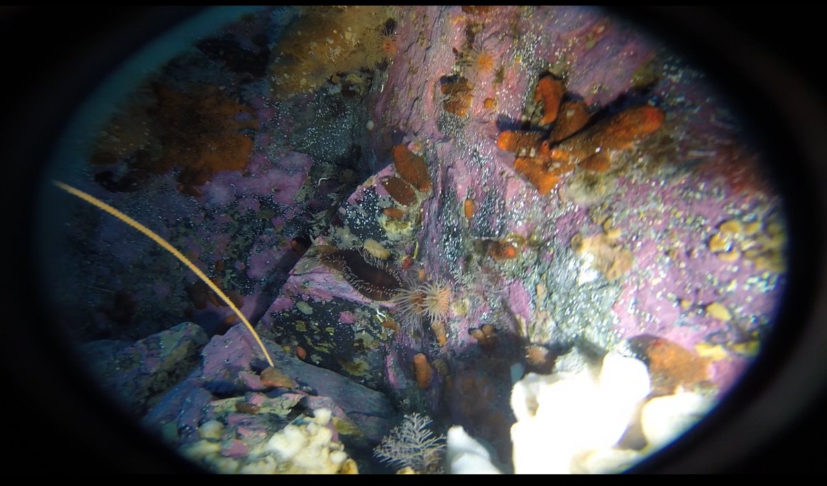 Bonner Lab tweet media