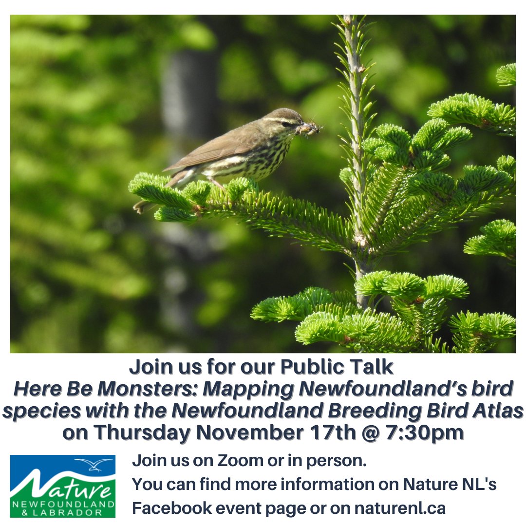Join us online or at the @NLGEOCENTRE for our next public talk on mapping Newfoundland's bird species! #naturenl #explorenl