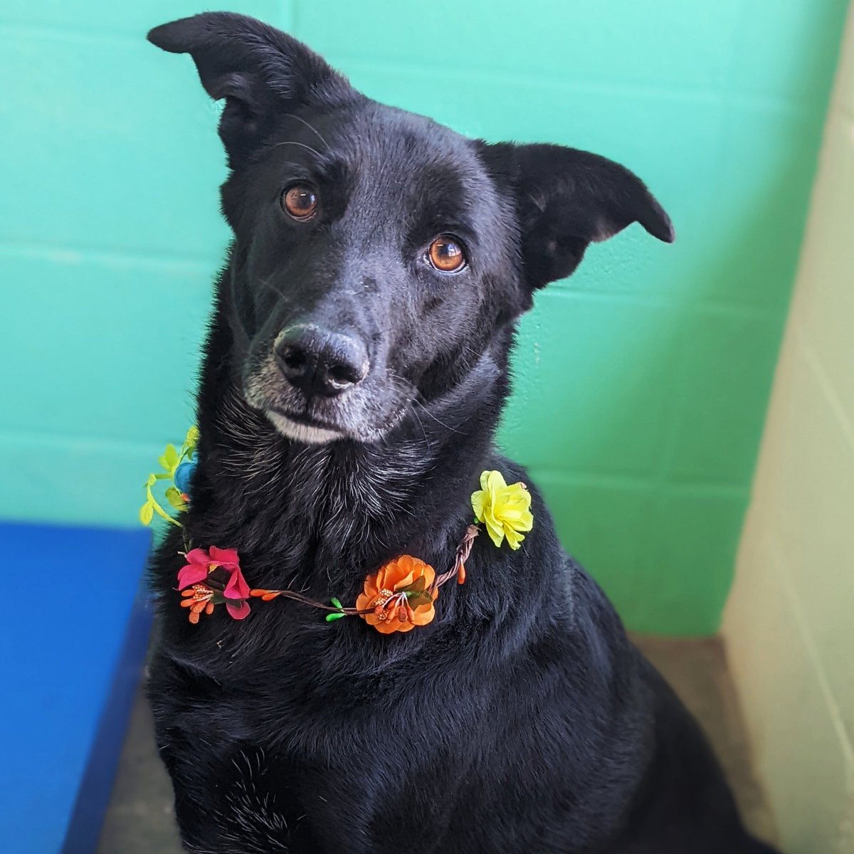 Lexington Humane (@lexingtonhumane) on Twitter photo Meet today's Pet Pal... Athena!
Athena is a 5-year-old Labrador/Australian Cattle Dog mix searching for a family of her very own.
Adopt Athena at our Everday Adoption Center, located inside PetSmart in Hamburg, during the <a href="/PetSmartChariTs/">PetSmart Charities®</a> National Adoption Week! Meet today's Pet Pal... Athena!
Athena is a 5-year-old Labrador/Australian Cattle Dog mix searching for a family of her very own.
Adopt Athena at our Everday Adoption Center, located inside PetSmart in Hamburg, during the <a href="/PetSmartChariTs/">PetSmart Charities®</a> National Adoption Week!