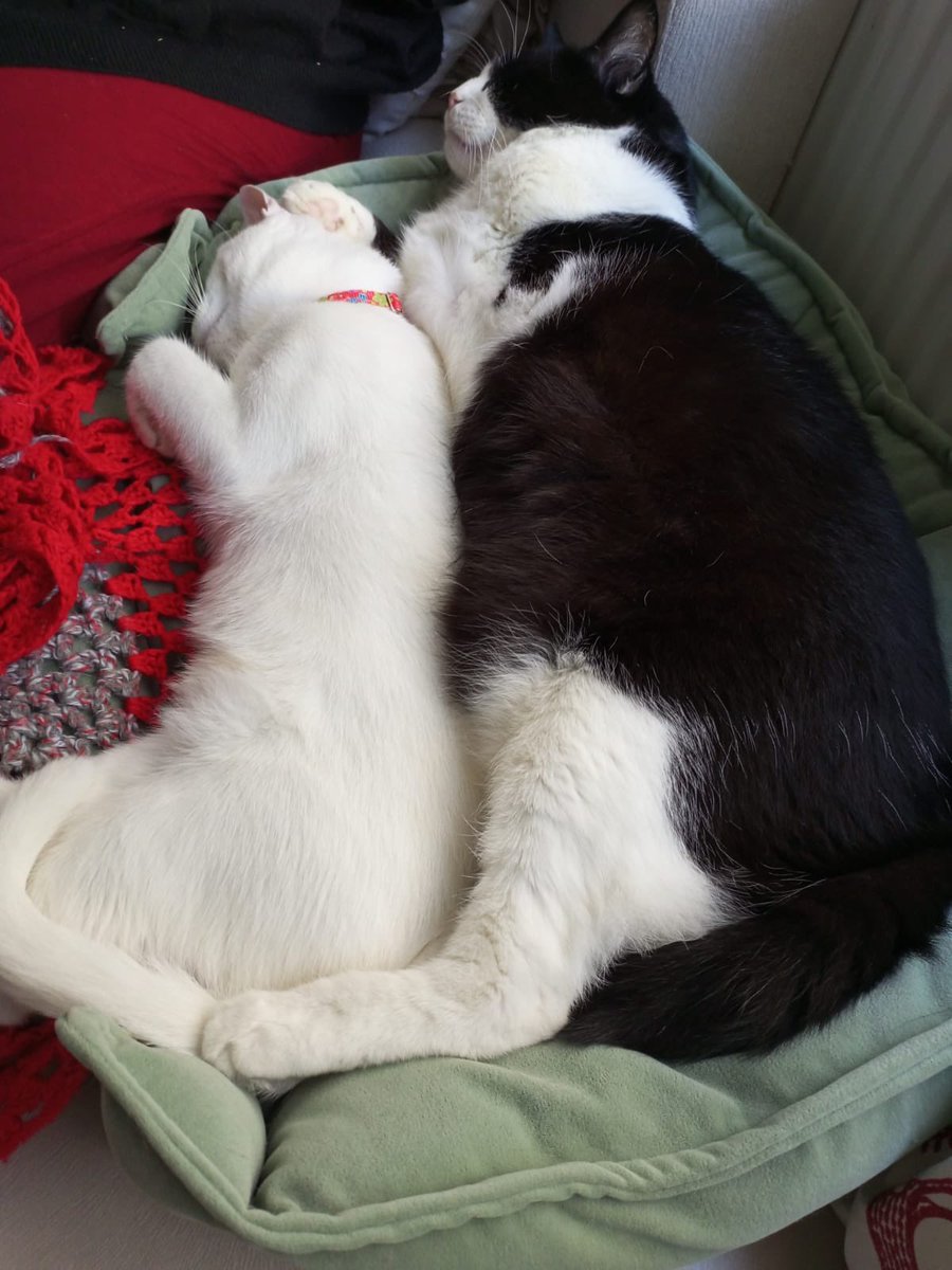 Milky kardeşimle keyifli saatler 💖🤩 #CatsofTwittter #cuddletime